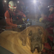 Image for article titled Enormous Dog Rescued After Hiking Too Much